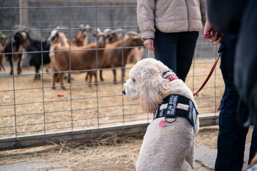 CrisisK9s-Spring-Day2 113