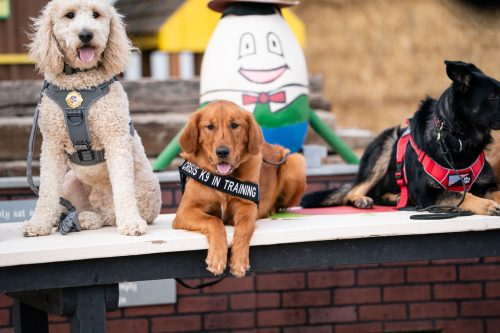 CrisisK9s-Spring-Day2 123